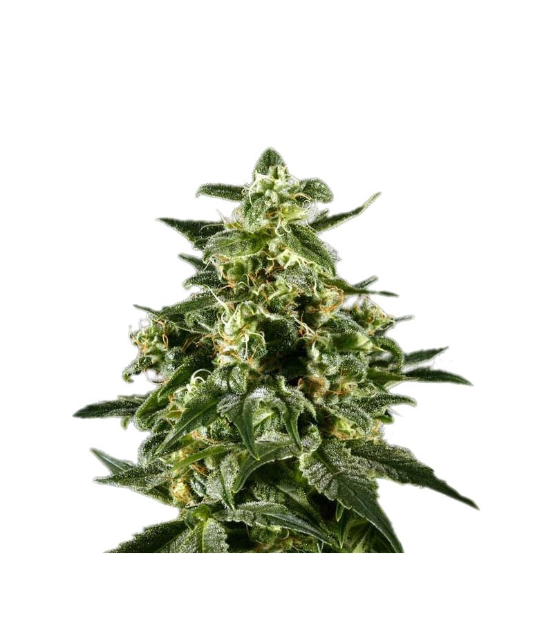 Himalaya Gold, Фасовка: 5