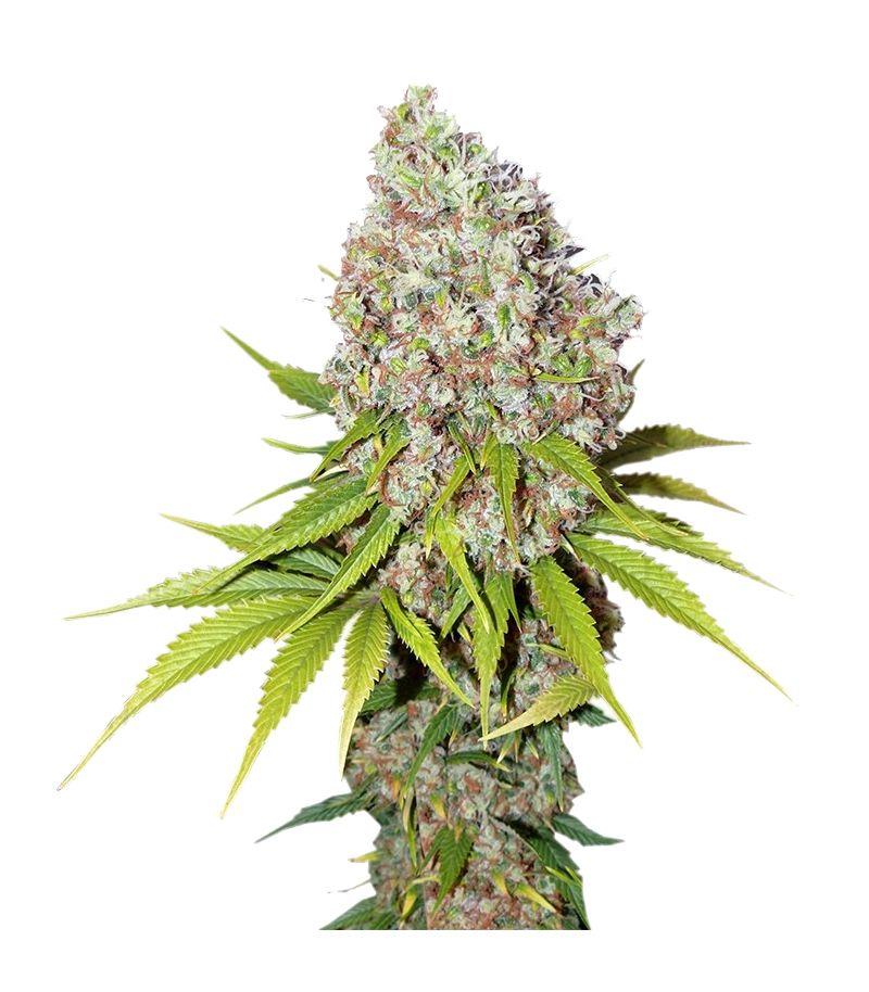 Ice, Фасовка: 10