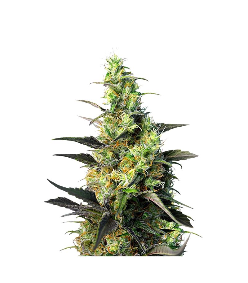 Ice Cool CBD, Фасовка: 5+2