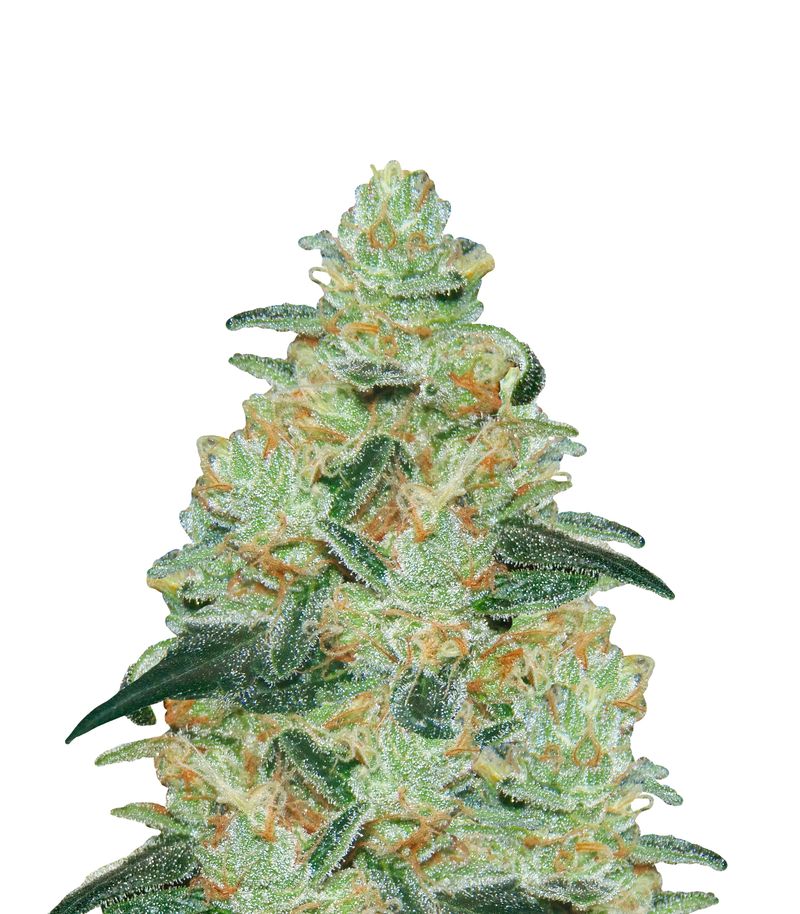 Ice cream, Фасовка: 5