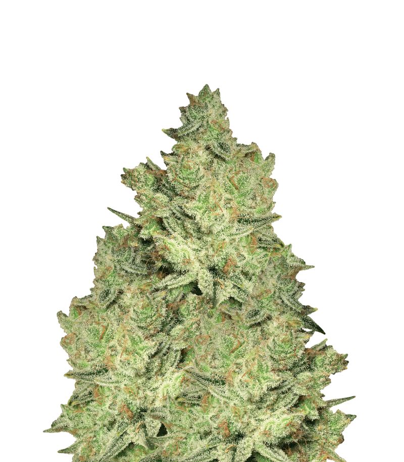 Jacky White, Фасовка: 5, изображение 2