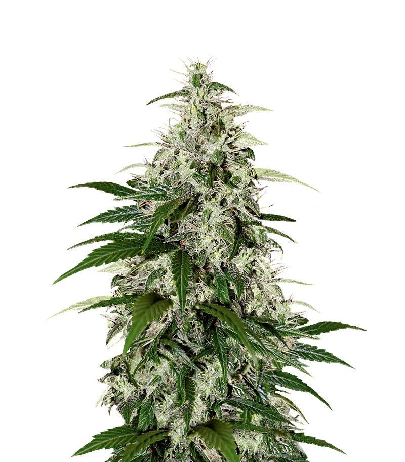 Kalashnikova Auto, Фасовка: 5