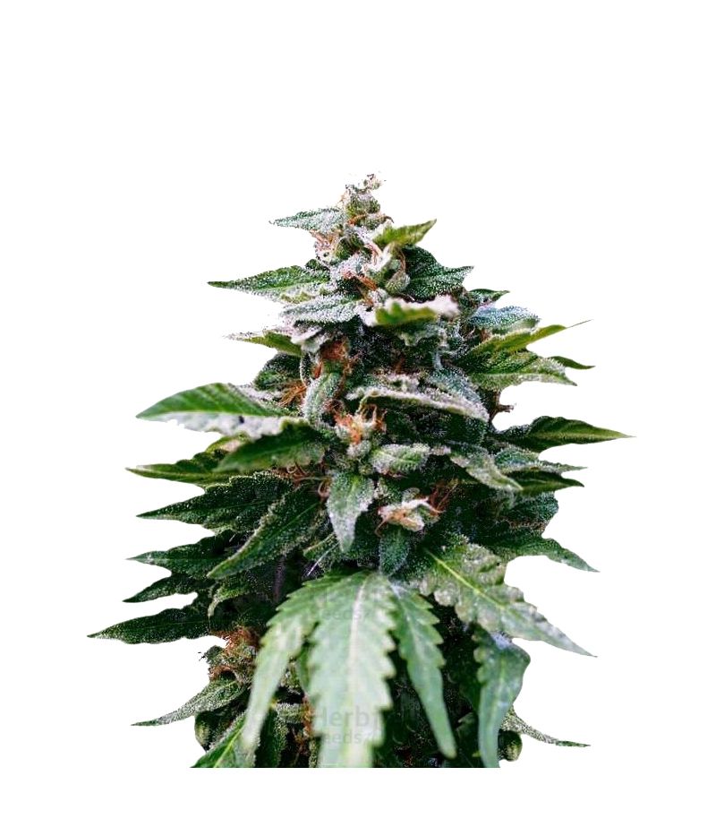 Karibbean Mango (Karibena), Фасовка: 3