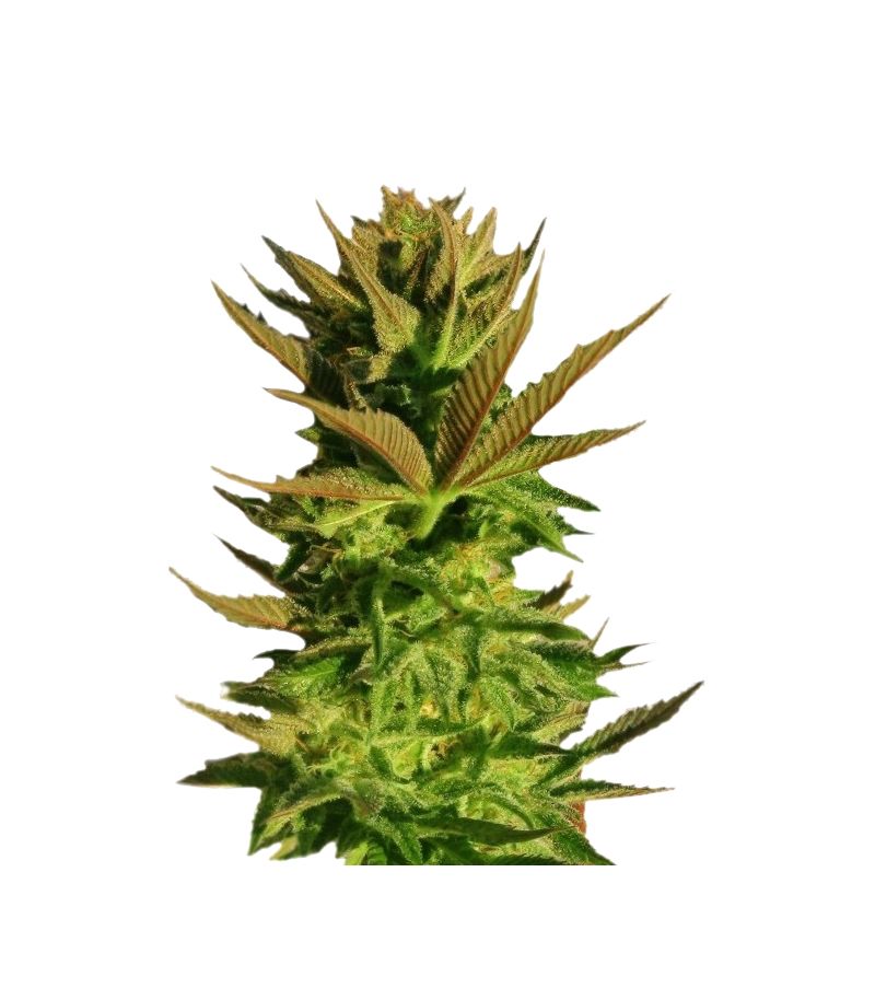 Kickass Auto (B.Lee Auto), Фасовка: 3