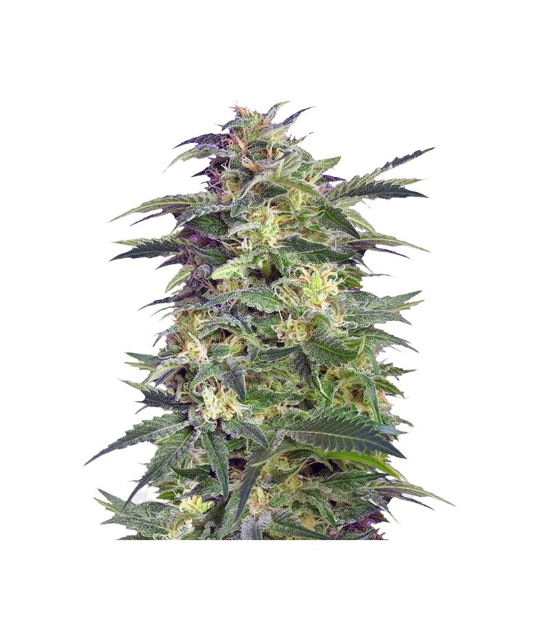 Killer Kush Auto, Фасовка: 3+1