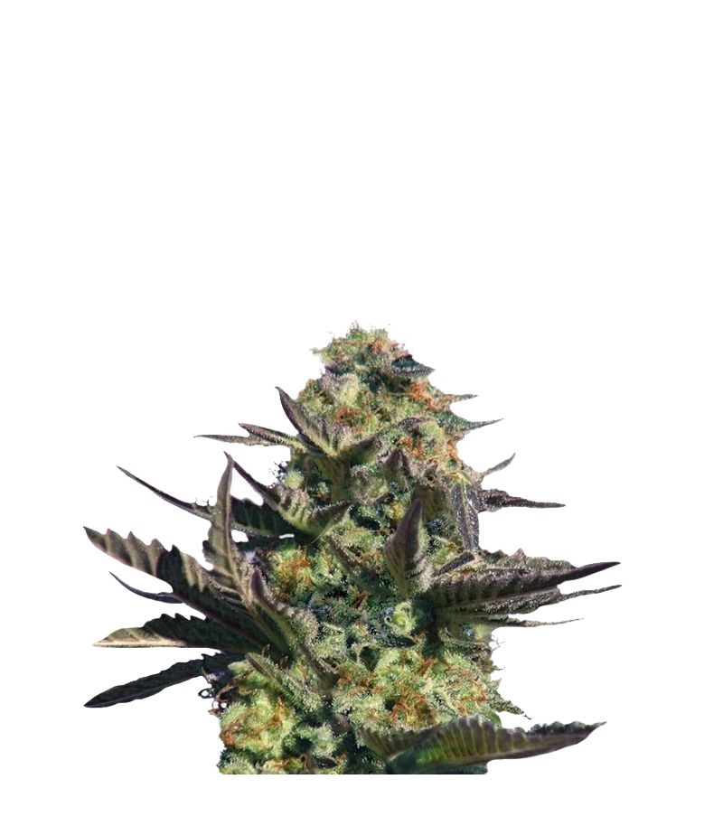 Karamelo (Kreamy Karamel), Фасовка: 10