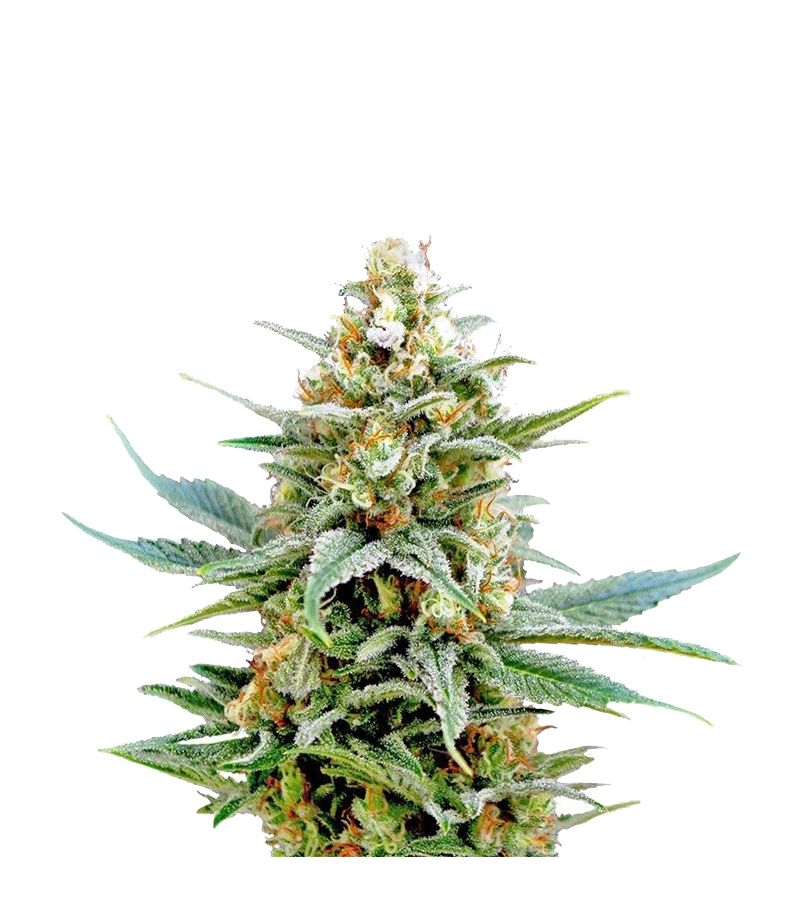 Kritikal-K, Фасовка: 10