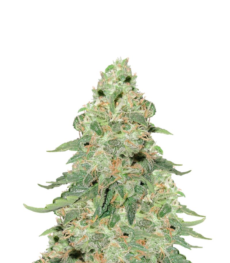 Kryptonite, Фасовка: 3+1, изображение 2