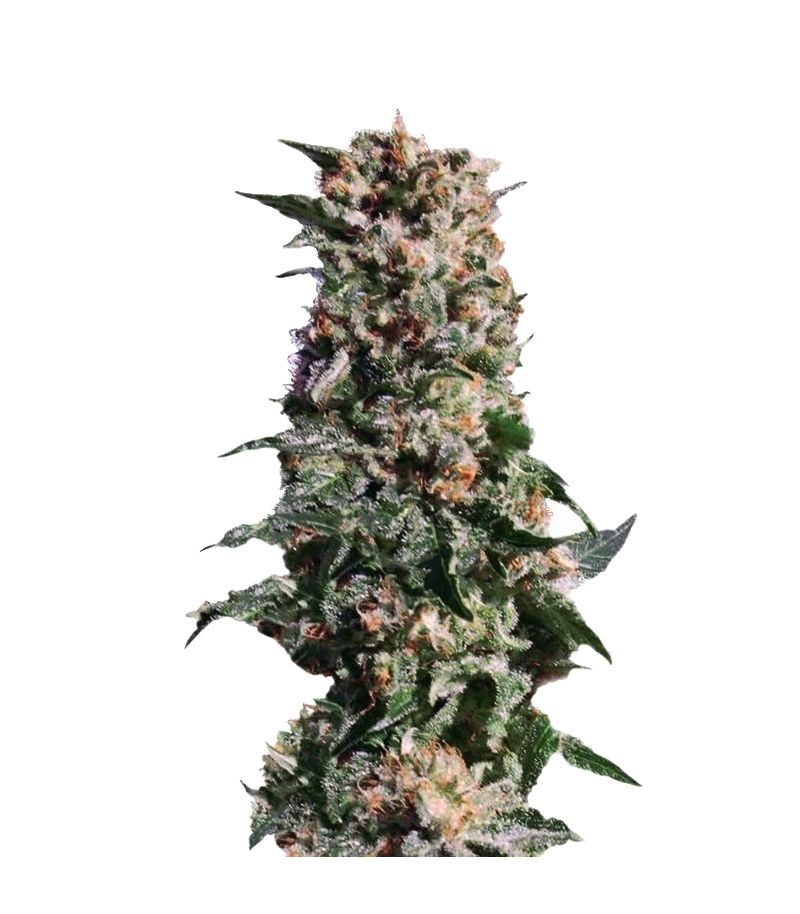 La Blanca, Фасовка: 3