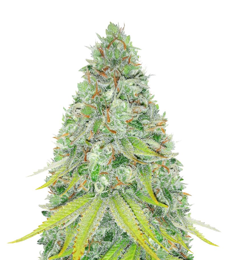 Lemon Skunk, Фасовка: 3