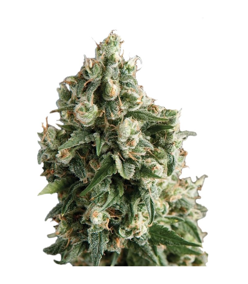 Lennon, Фасовка: 3+1, изображение 2