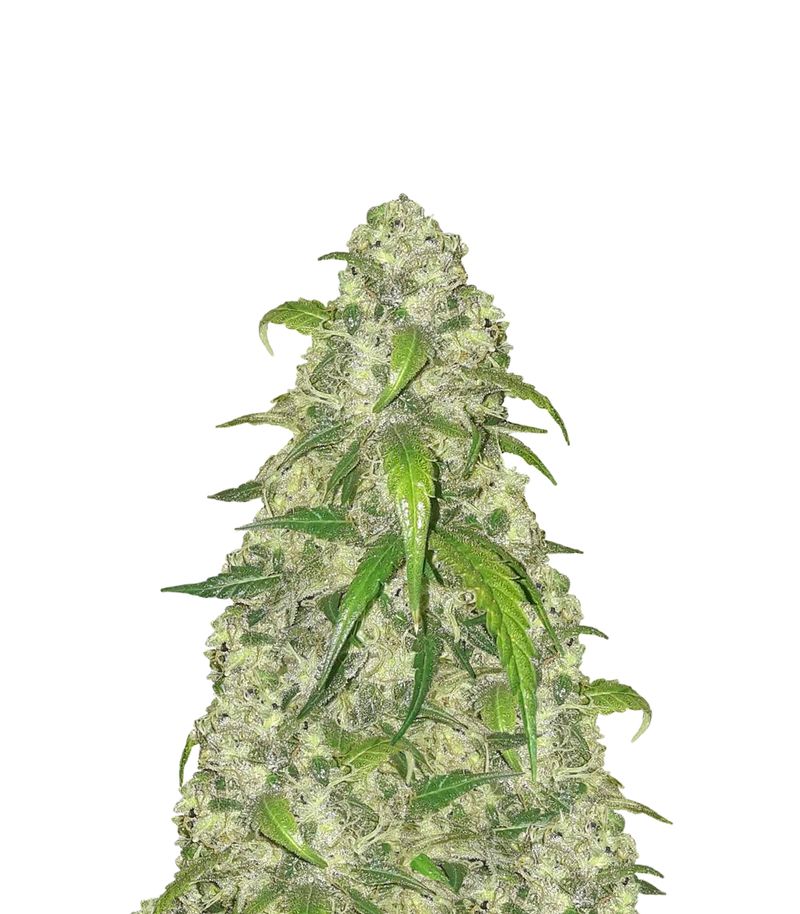 Lennon, Фасовка: 3+1