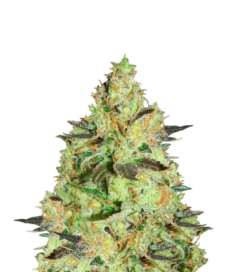 Lucid Bolt, Фасовка: 3