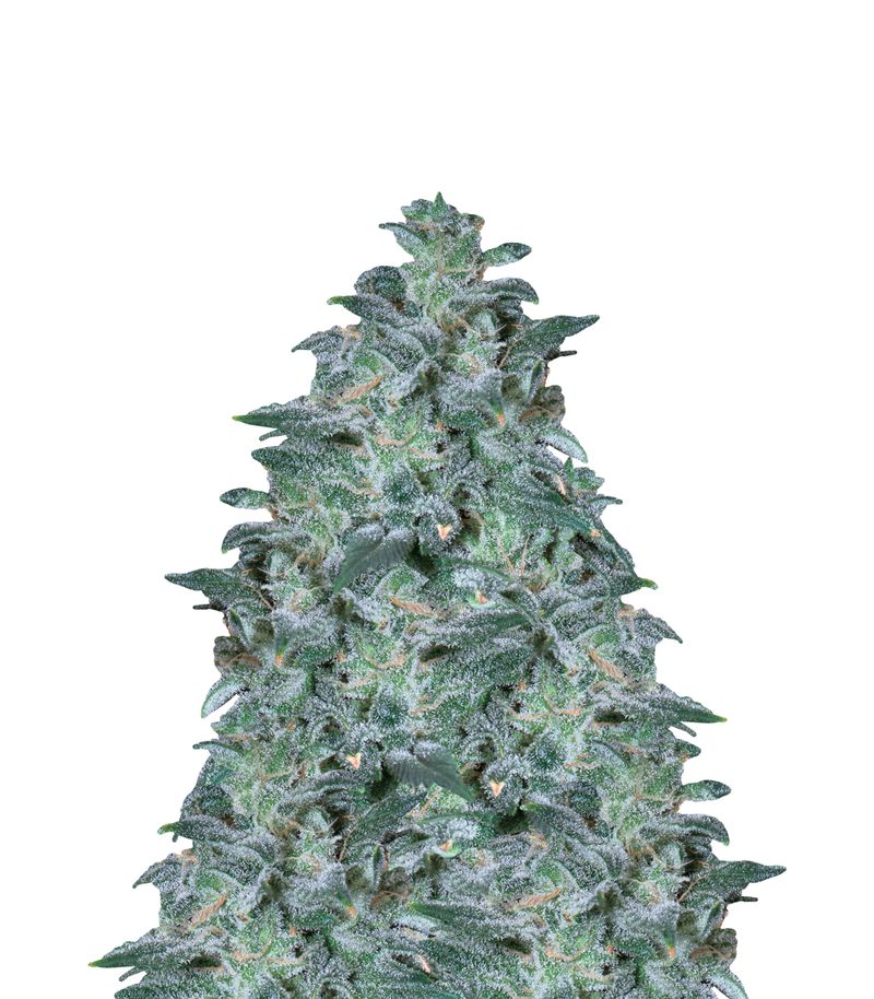 Magic Bud, Фасовка: 3, изображение 2