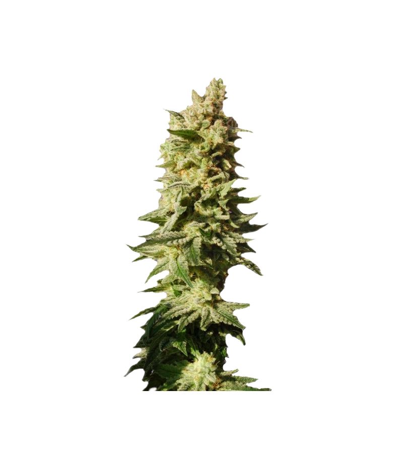 Mataro Blue, Фасовка: 10