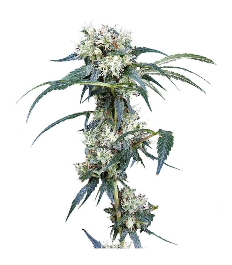 NL5 Haze Mist, Фасовка: 5