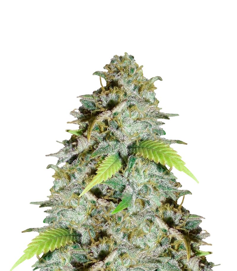 Nebula, Фасовка: 5