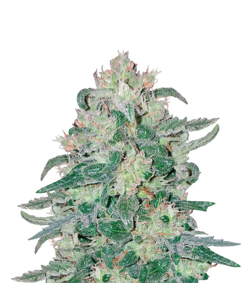 Nefertiti, Фасовка: 5+2, изображение 2