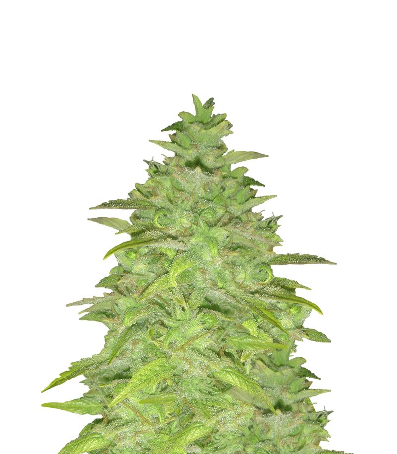 New York City, Фасовка: 3+1