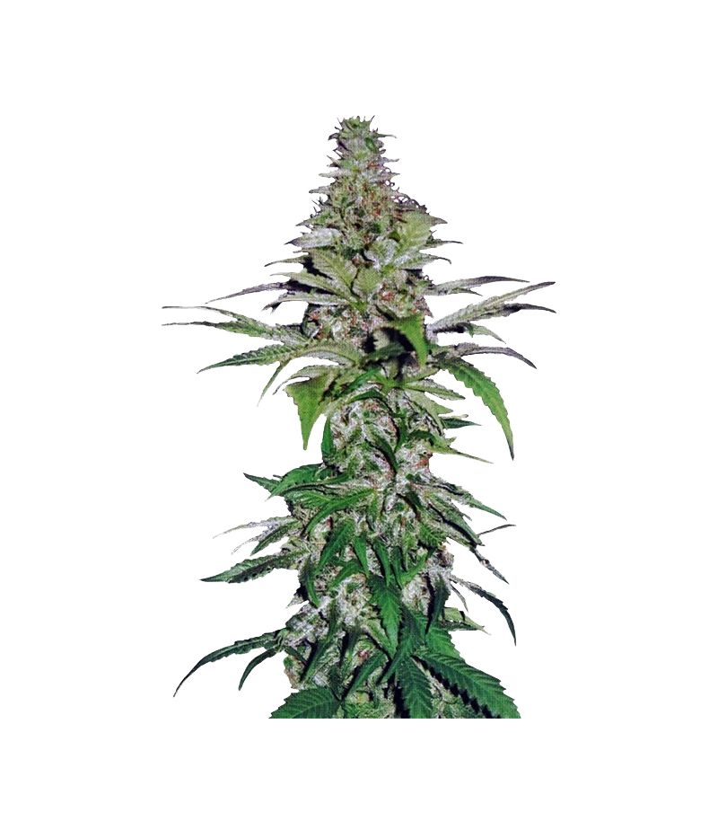 Northern Lights, Фасовка: 5+2