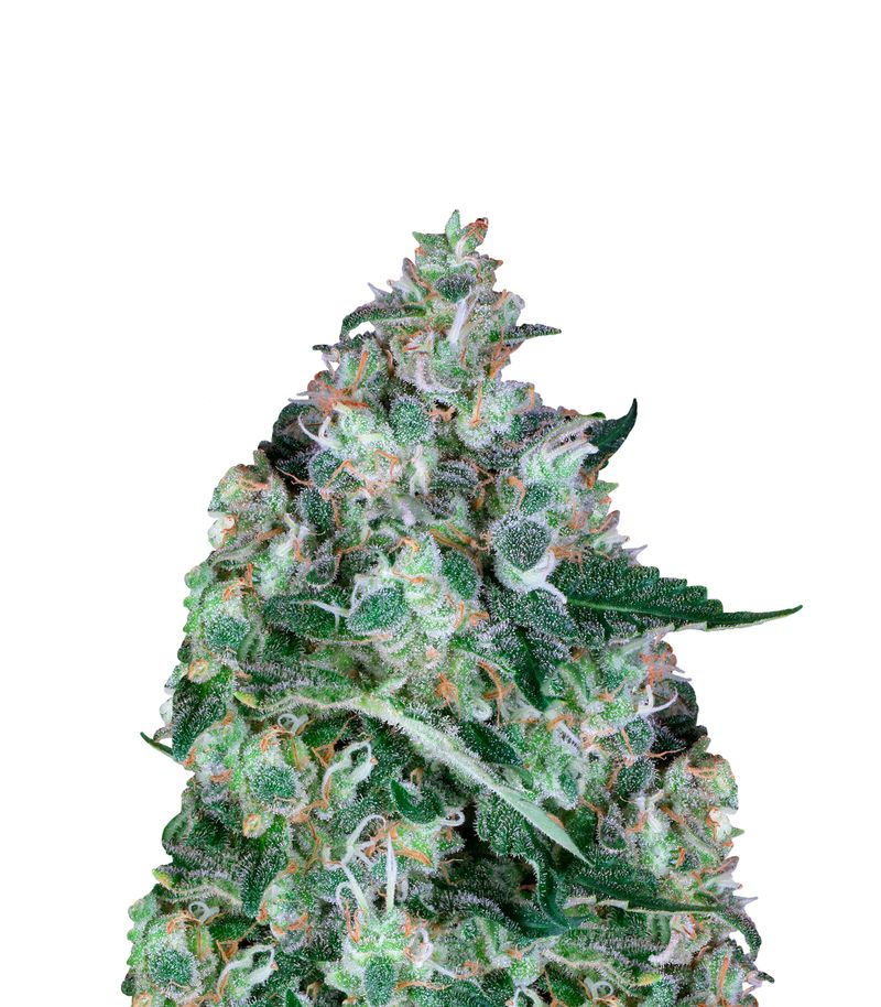 Opium, Фасовка: 5