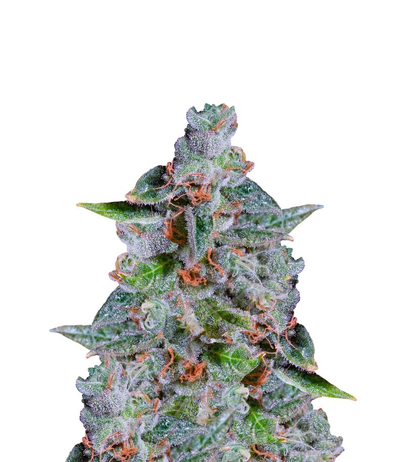 Original Cheese, Фасовка: 3