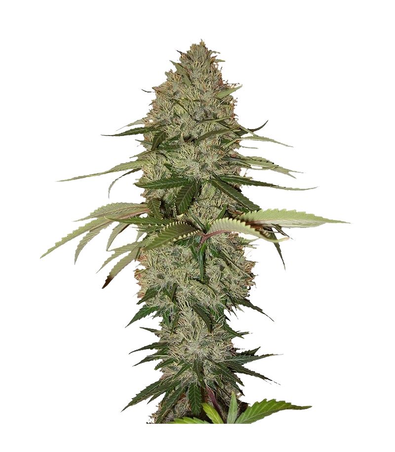 Papaya, Фасовка: 5