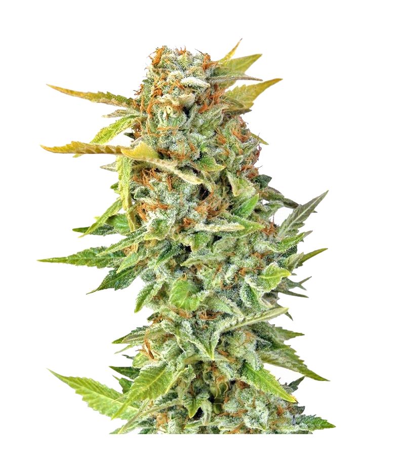 Pato #1, Фасовка: 3