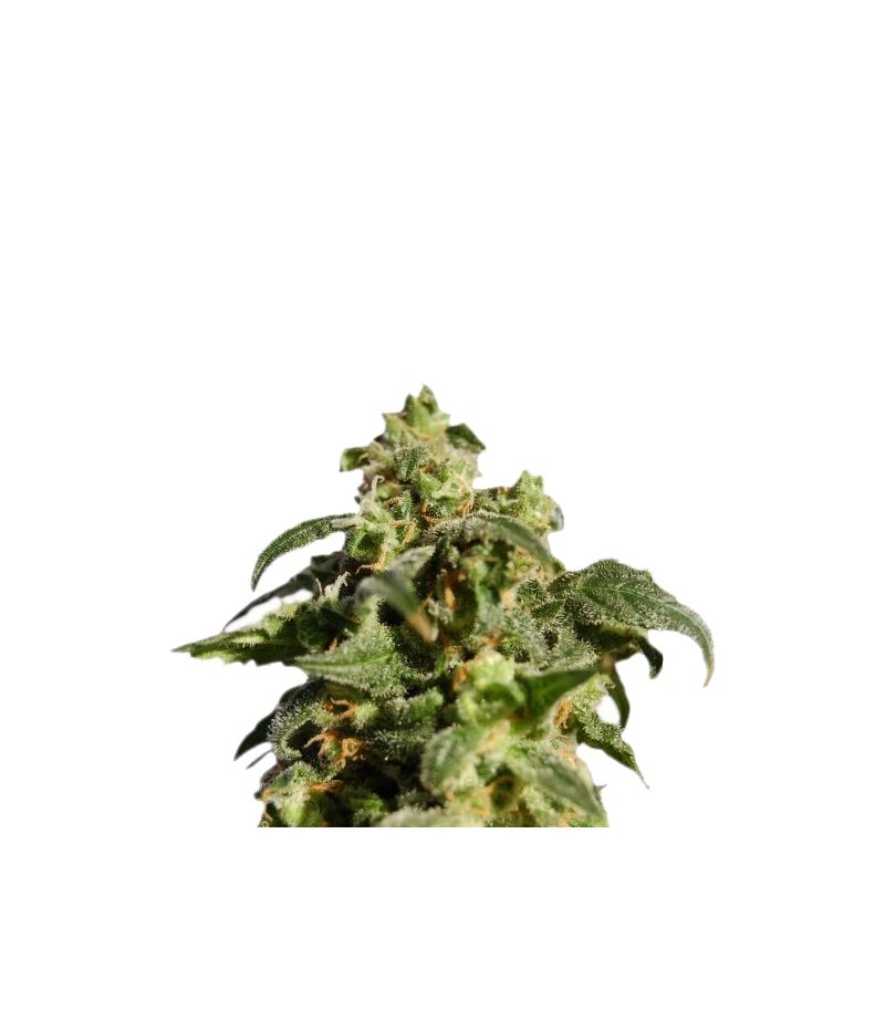 Skunk+ (Power Skunk), Фасовка: 3