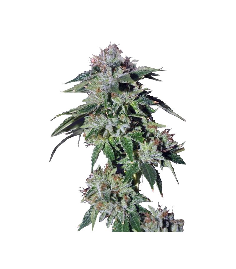 Pure Kush, Фасовка: 5, изображение 2