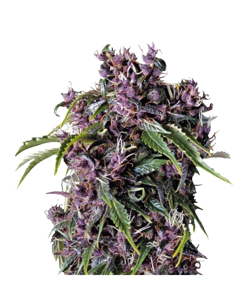 Purple, Фасовка: 3+1