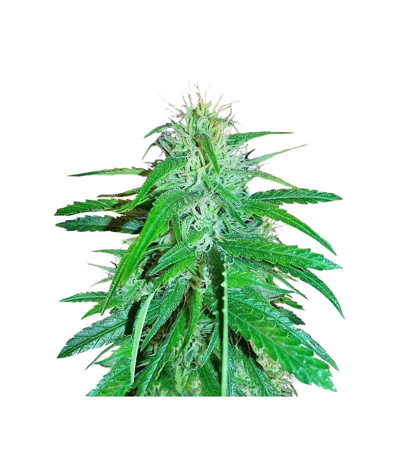 Raspberry Cough reg, Фасовка: 10