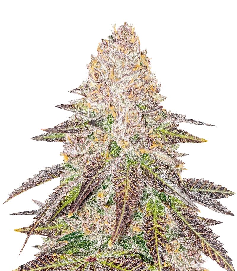 Red Hot Cookies, Фасовка: 3+1