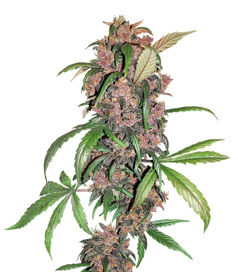 Red Mandarine F1 Fast, Фасовка: 3+1