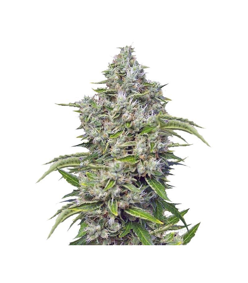 San Fernando Lemon Kush, Фасовка: 3+1