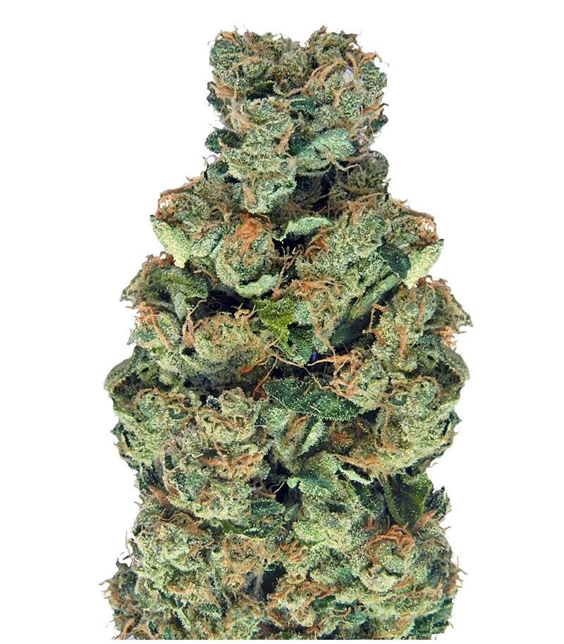 Sativas Sour Diesel, Фасовка: 3