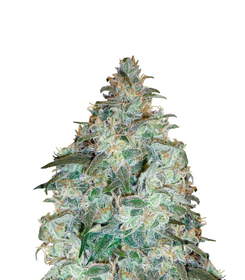 Sensi Star, Фасовка: 5