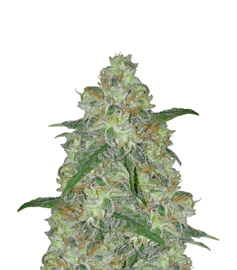 Shark, Фасовка: 3+1