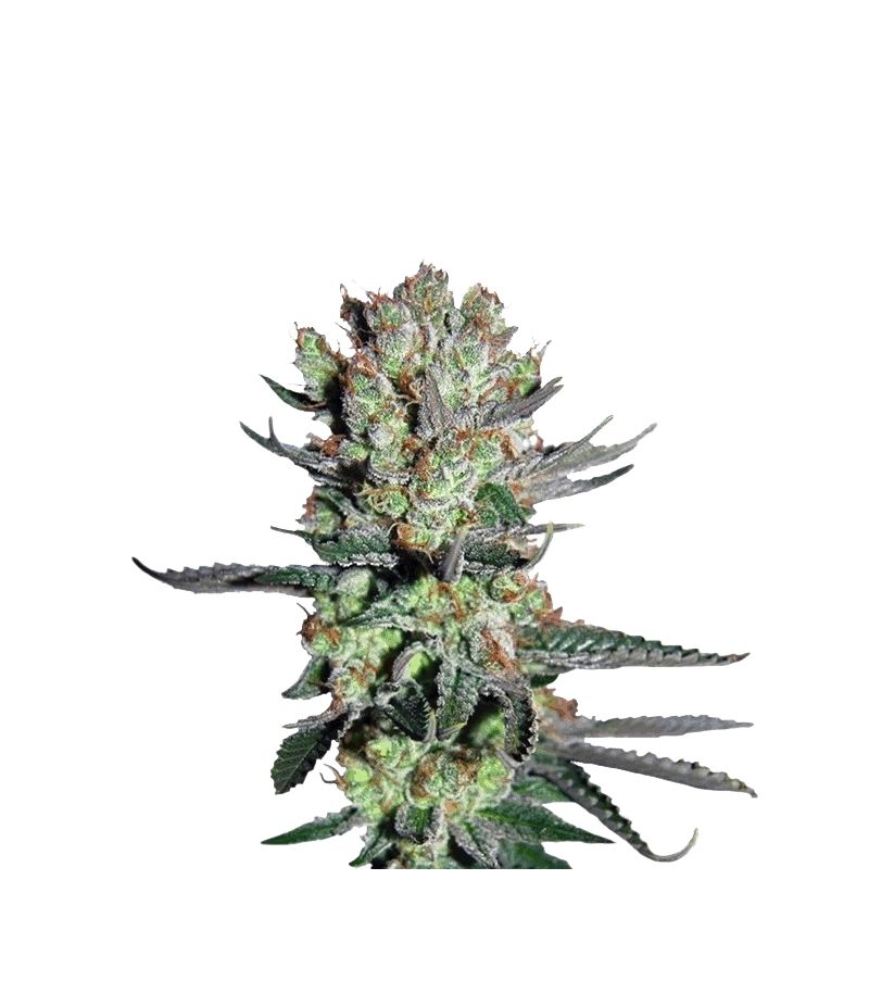 Smile, Фасовка: 10