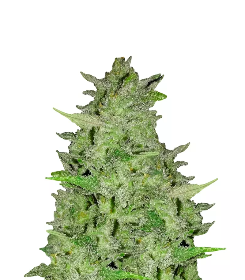 Spoetnik #1, Фасовка: 3, изображение 2