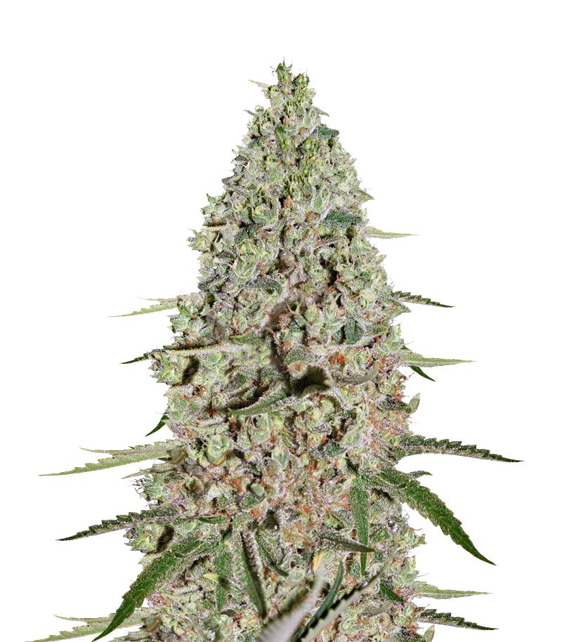 Super Critical, Фасовка: 3