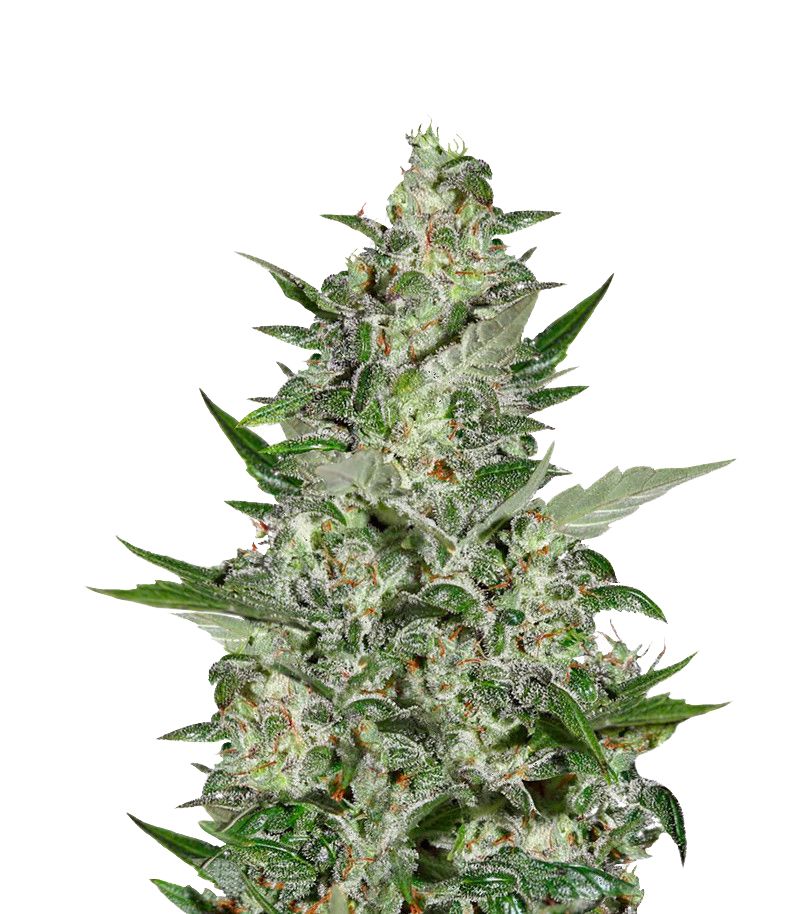 Super Critical Auto, Фасовка: 3