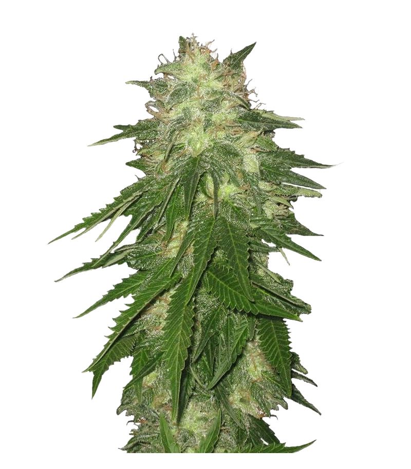 Super Hash, Фасовка: 5+2