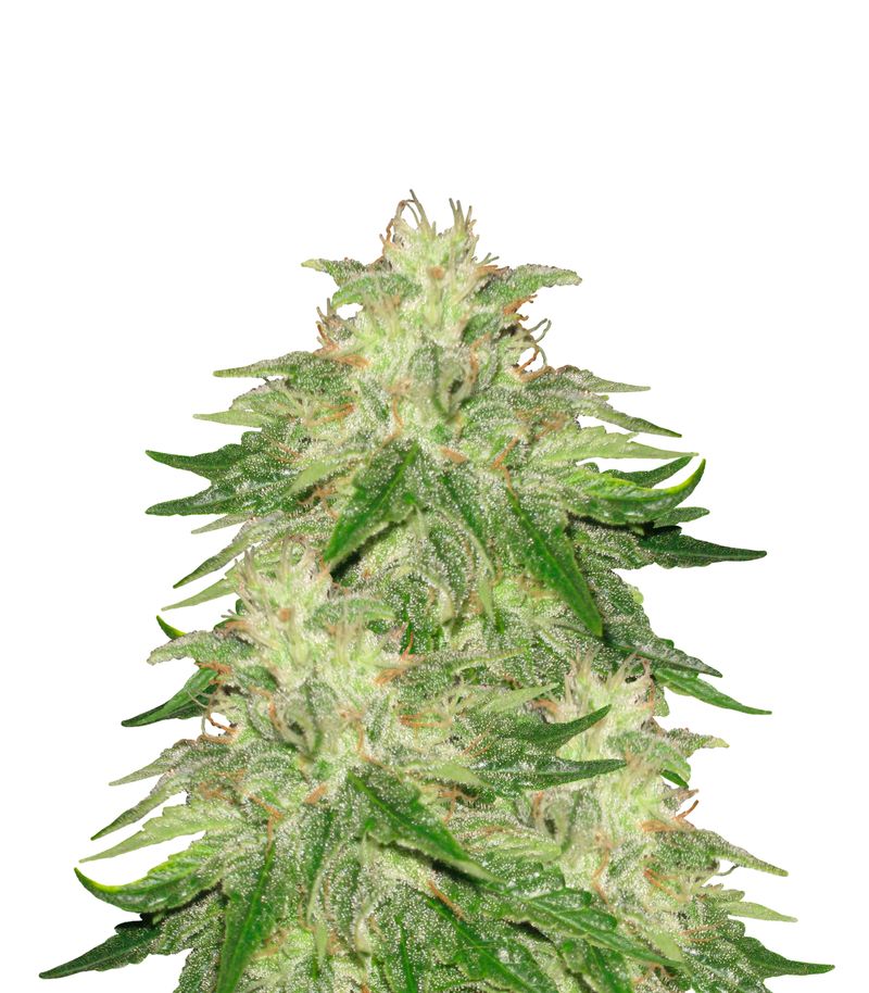 Super Hash, Фасовка: 5+2, изображение 2