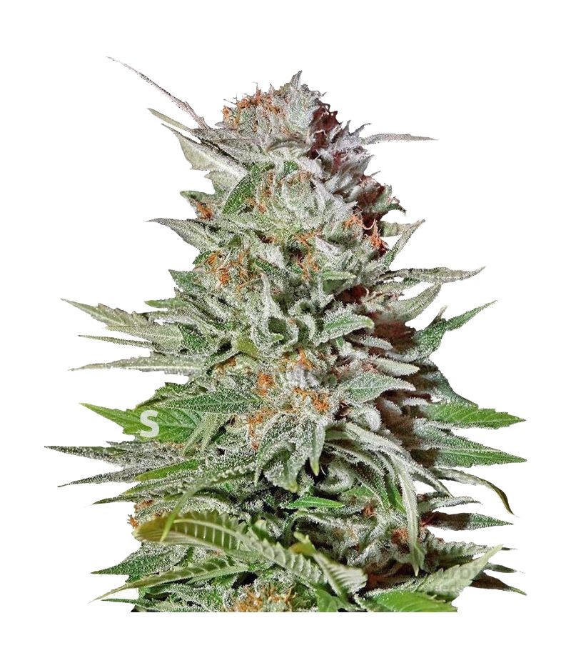 Super Lemon Haze Auto, Фасовка: 10, изображение 2