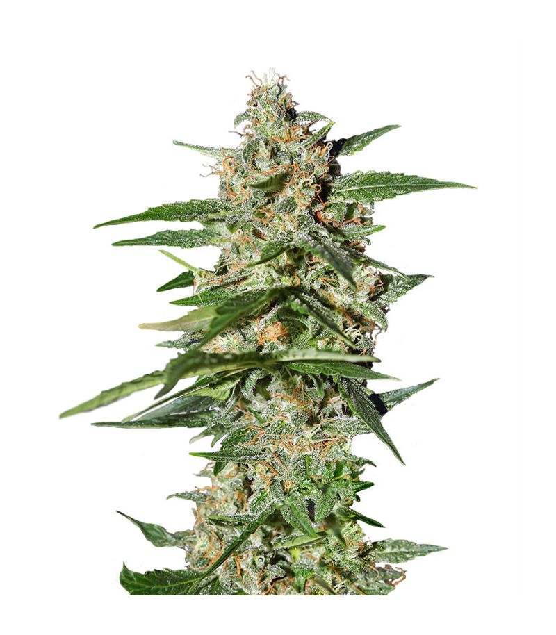 Super Lemon Haze Auto, Фасовка: 10