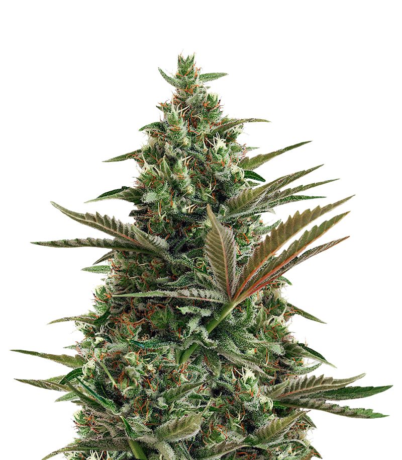 Super Lemon Haze Auto CBD, Фасовка: 3