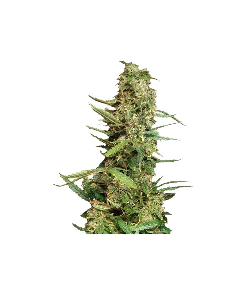 Super Skunk, Фасовка: 5