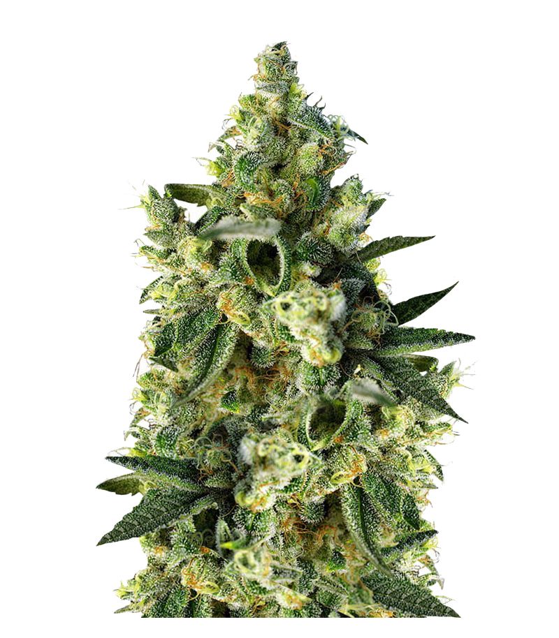 Sweet Amnesia Haze XL Auto, Фасовка: 3+1