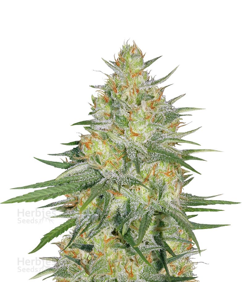Sweet Cheese XL Auto, Фасовка: 5+2
